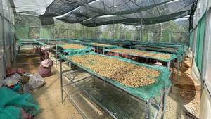 กาแฟโรบัสต้าใหม่ 100% คั่วแบบฝรั่งเศส กระบวนการฮันนี่เวียดนาม คุณภาพสูง รสชาติเข้มข้น - Product Image 4