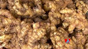 Jengibre Orgánico Deshidratado - Refuerza el Sistema Inmunitario, a Base de Plantas, Etiqueta Limpia, Desintoxicación Natural, Ingrediente para Té de Hierbas 100% Natural/ Sra. Alina - Product Image 2