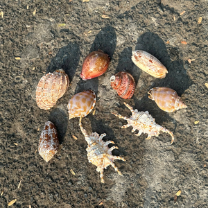 Mezcla de Conchas Marinas Naturales Seleccionadas de Vietnam para Importadores Globales de Accesorios y Diseñadores de Paquetes de Regalo 99 Gold Data Co - Product Image 4