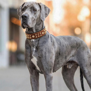 Durable Metal <b>Braided</b> Multi-functional England Style Dogs Pet Collars for All Seasons Stylish Design Wholesale - Product Image 4