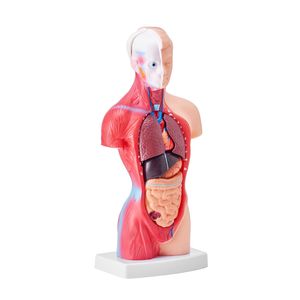 Modello di anatomia del busto umano da 11 pollici Modello di corpo umano educativo in 15 parti rimovibili per la scuola di apprendimento scientifico - Product Image 1