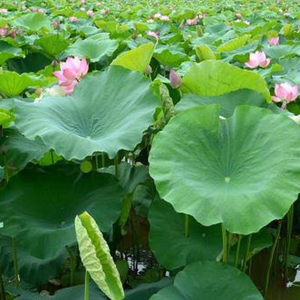 Feuilles de lotus séchées à la main / Cultivées par une famille / BONNES QUALITÉS NATURELLES / Fabriqué au VIETNAM // Evan - Product Image 1