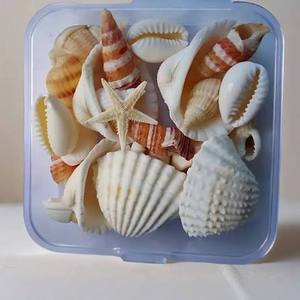 Coquillages de plage assortis pour la décoration d'aquariums, la décoration côtière et les accessoires photo - Product Image 4