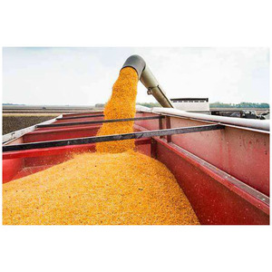 Maíz Amarillo, Maíz Amarillo Seco, Palomitas de Maíz, Maíz Blanco para Consumo Humano y Alimentación Animal - Product Image 6