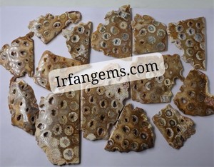 Tranches de corail fossile naturel polies, pierres précieuses semi-précieuses en vrac, formes et tailles variées, quartz de guérison, lot en gros - Product Image 5