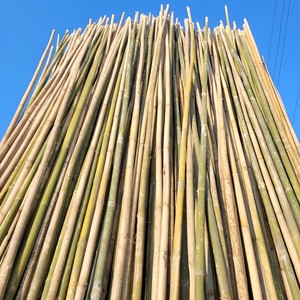 Natural Bamboo <b>Pole</b> Made in Vietnam Bamboo <b>Poles</b> Plant Raw Material <b>for</b> <b>Gardening</b> and Farming - Product Image 6