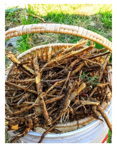 รากชะเอมเทศอบแห้งออร์แกนิกขายส่ง แบบแผ่น 100% จากธรรมชาติ ผลิตจากส่วนผสมคุณภาพสูง - Product Image 1