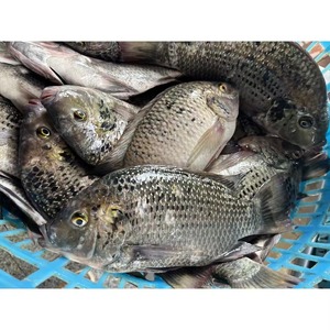 Tilapia Congelada de Primera Calidad, Pescado Entero para Importadores, con Procesamiento Limpio y Embalaje Seguro para Exportación en Cajas - Product Image 5