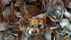 Vente en gros Vietnam : Snack de fruits de mer croustillant, épicé et sucré, aux petits crabes, 100g, en pot de vente au détail pour supermarchés, restaurants, bars et marques privées - Product Image 6