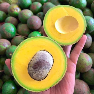 AGUACATE CONGELADO NATURAL DE VIETNAM SIN ADITIVOS DE ALTA CALIDAD - Product Image 2