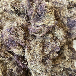 Algues marines KMI Natural GRACILARIA du Vietnam – Matière première de qualité supérieure pour la production d'agar - Product Image 3