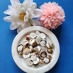 เปลือกหอยมูเร็กซ์ขายส่งราคาถูกที่สุด ฝาครอบเปลือกหอยสังข์ธรรมชาติ - Product Image 4