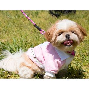 Varsity Styled Buckled <b>Collared</b> <b>Pet</b> Coat Stylish <b>Pet</b> Clothes - Product Image 5