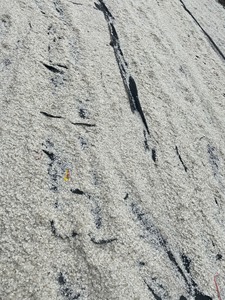 เกล็ดปลาแห้งที่ผ่านการทำความสะอาดและอบแห้งสำหรับการผลิตเจลาตินคอลลาเจนวัสดุส่งออกที่เชื่อถือได้ต้นกำเนิดจากเวียดนาม - Product Image 2