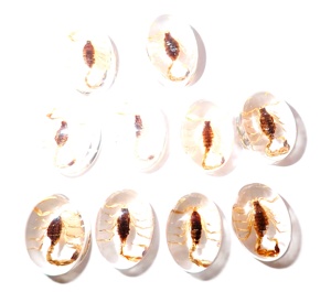 Escorpión Dorado, Espécimen Real, Cabujón de Plástico Ovalado de 12x18 mm, Base Plana Transparente para Manualidades y Joyería - Product Image 3