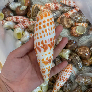 ผู้จัดจำหน่ายเปลือกหอยธรรมชาติแบบขายส่งจำนวนมากสำหรับทำเครื่องประดับ งานฝีมือ ตกแต่ง และของตกแต่งชายหาด - Product Image 1