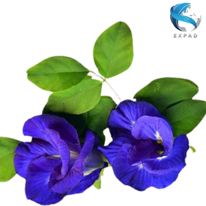 Flores Secas de Mariposa, Pétalos Azules Naturales, Té de Hierbas 100% Natural para Decoración de Bebidas, Suministro Directo a Granel de Vietnam - Product Image 4