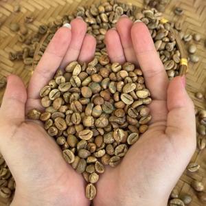 Café vert biologique d'Arabica du Vietnam, grains de café Robusta, prix de gros, exportateur d'ingrédients industriels, qualité - Product Image 4