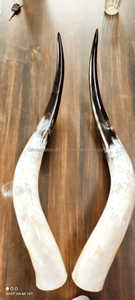 Custom Size Best Quality Buffalo Pear Horn <b>Hand</b> <b>Made</b> with Polished Pair of Professional Horns for Events Buffalo Horn - Product Image 6