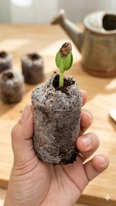 Eco2go Vietnam Coco Coir Jiffy Pellets, Turba de Coco Orgánica Ecológica para Germinación de Semillas, 42mm/35mm, Biodegradable - Product Image 4