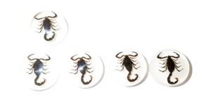 Scorpion noir, spécimen réel, cabochon en plastique rond 25x25 mm, fond plat blanc pour l'artisanat et la fabrication de bijoux - Product Image 3