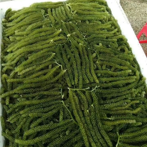 Algues de mer séchées, matière première d'algues vertes déshydratées pour garniture de sushi, salade et usage culinaire, origine Vietnam. - Product Image 1