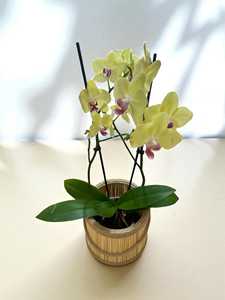 Cesta de Bambú Hecha a Mano para Plantas, Cubierta de Maceta Tejida Estilo Boho, 20x18 cm, Soporte Ecológico y Natural para Plantas, Proveedor OEM Vietnam - Product Image 3