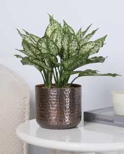 Elegante Macetero Metálico Contemporáneo con Soporte Elevado, Diseño Tradicional, Maceta Dorada para Hogar, Oficina, Balcón, Jardín, con Recubrimiento en Polvo - Product Image 4