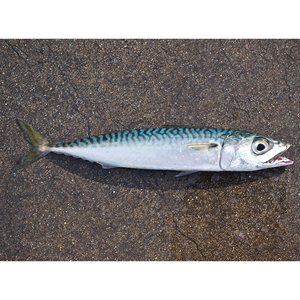 Pescado Congelado: Caballa (Pescado de Mar) |   peces macarelos de ojo grande |   Macarela japonesa - Product Image 4