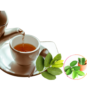 Oferta Especial: Hoja de Guayaba Seca Vietnamita, Ingrediente Natural, Oferta para Compradores al por Mayor, Hojas de Planta Puras, Empaque en Sacos de PP, Proveedor de Vietnam - Product Image 5