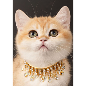 <b>Cat</b> and Dogs <b>Collars</b> petadventuregear collaraccessories fashionforwardpets petcustomization collarprints durablecollars petfancy - Product Image 3