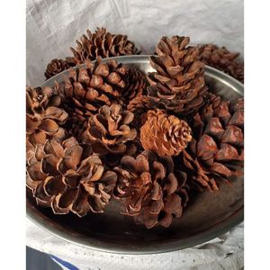 Material de conos de pino natural de Vietnam, secos, para decoración de árboles de Navidad, coronas, manualidades de temporada, centros de mesa y venta al por menor - Product Image 2