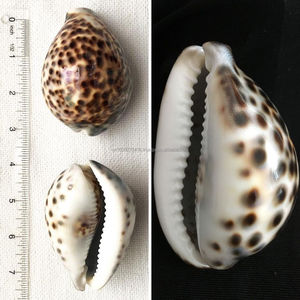 Proveedor de conchas de tigre de Vietnam – Tamaño 7–10 cm |   Gran Cantidad, Precio Competitivo, Listo para Exportar - Product Image 2