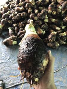 เผือกแช่แข็ง IQF พรีเมียม คุณภาพสดใหม่เกรดอาหาร จากเวียดนาม - Product Image 4