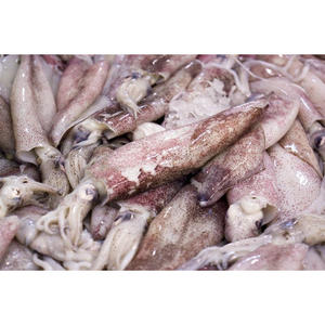 Calamar Congelado Entero en Venta a Precios Bajos al por Mayor con Ofertas Especiales para Mayoristas y Minoristas de Mariscos en Todo el Mundo - Product Image 2