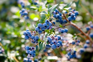 สารสกัดจากพืชบลูเบอร์รี่ - Product Image 3