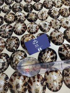 Produit phare : Coquille de limette durable pour soins des mamelons, matériau de qualité supérieure pour bijoux artisanaux, vente en gros - Product Image 4