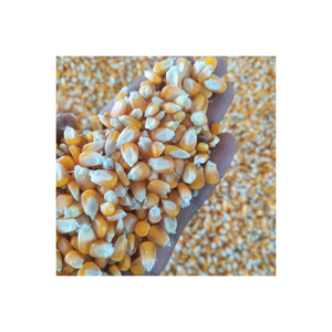 Grains de maïs à pop-corn jaunes, maïs à pop-corn jaune en gros, maïs à pop-corn papillon en vrac à vendre - Product Image 3