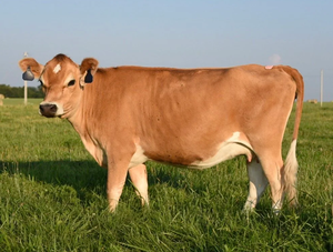 High Quality Jersey Dairy <b>Cows</b> for Bulk Livestock Supply and Commercial Farming - Product Image 3