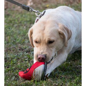 Disco Volador de Neopreno Active Life Extreme, Juguete Resistente para Perros con Alta Flotabilidad para Diversión Duradera - Product Image 4