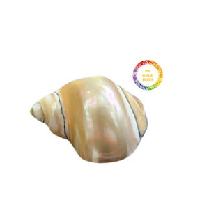 ห่วงรัดผ้าเช็ดปากสำหรับงานแต่งงานทำจากเปลือกหอยธรรมชาติเหมาะสำหรับงานกิจกรรมชายหาดสไตล์โบโฮงานเลี้ยงรับรองริมทะเลพร้อมส่งออกข้อมูลทองคำ99รายการ - Product Image 5