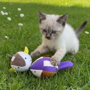 YOMMY Giocattoli Vibranti per Gatti da 10 cm, 10 Modelli, Animali a Molla che Simulano Prede, Collezione di Giocattoli Interattivi e di Movimento per Animali Domestici - Product Image 4