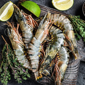 Camarones Tigre Negro Congelados de la Mejor Calidad, Paquete a Granel, Venta Directa de Fábrica - Product Image 5