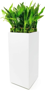 Modern <b>White</b> Square Vase Planter Decorative Flower <b>Pot</b> Elegant Desktop <b>Plant</b> Holder Minimalist Tabletop Centerpiece Contemporary - Product Image 6