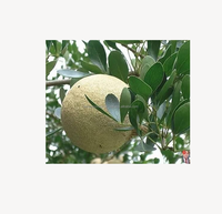 Verse Houtappels (Bael Fruit) Premium Kwaliteit Natuurlijk Tropisch Fruit Groothandel Export Leverancier uit Bangladesh