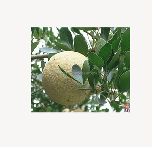 Pomme de bois fraîche (fruit de Bael) de qualité supérieure, fruit tropical naturel, vente en gros, fournisseur d'exportation du Bangladesh - Product Image 5