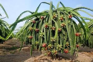 แก้วมังกรเนื้อขาวสด เกรดเอ อายุการเก็บรักษาได้ถึง 30 วัน ยี่ห้อ VIETDELTA - Product Image 6