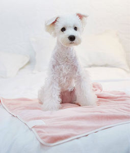 Serviette de toilettage pour chien en microfibre douce HEDYS GROOMING - Absorbante, séchage rapide et respectueuse de la peau, 0,18 kg, pour le bain et le séchage - Product Image 1