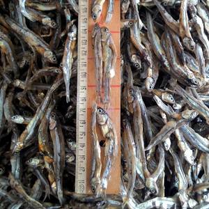 Anchovy seca al por mayor, con precio de fábrica y alta calidad, Ms.Alita - Product Image 6