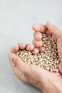 Babchi Seeds CO2 <b>Plant</b> Extract Food Grade Liquid CAN Herbal Extract with Vitamin - Product Image 3